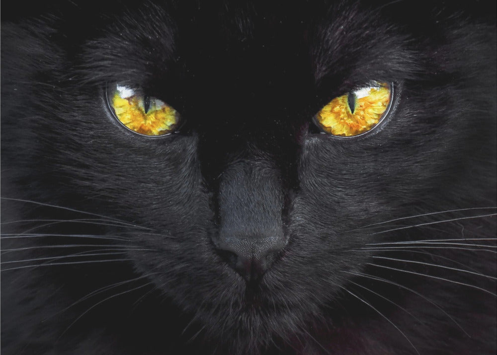 L'hypnotiseur de la nuit | Posters - Affiche Artistique