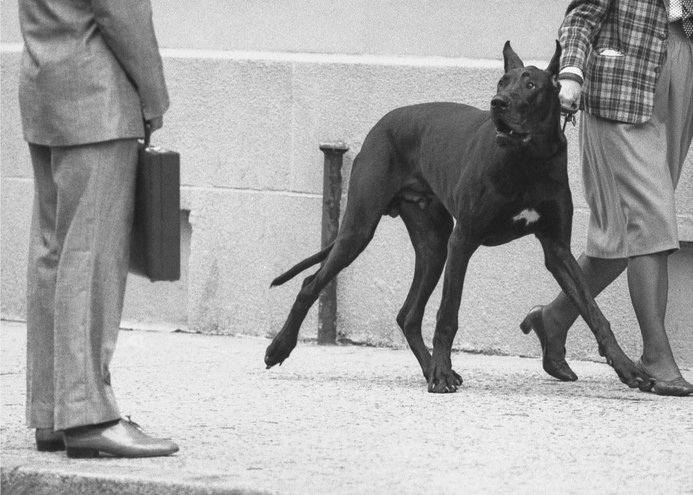Great dane bodyguard (from the series "Boy meets girl") | Canvas