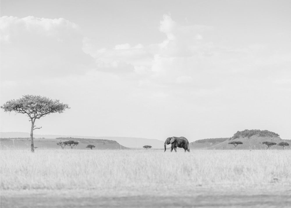 KORKEA SAVANNAH | Valokuvatapetit