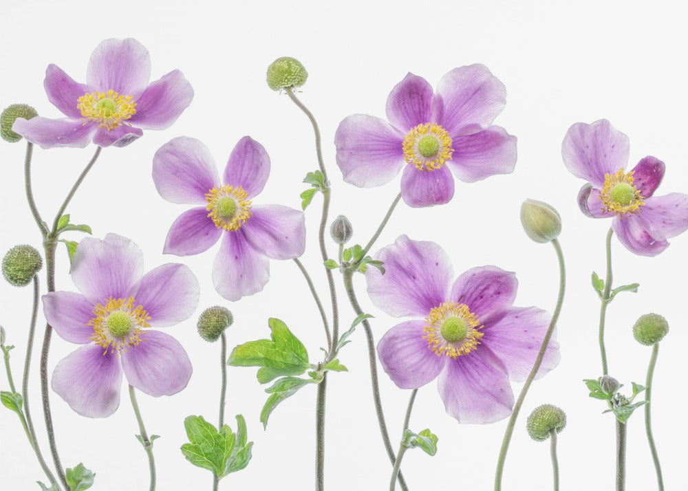 Japansk anemone | Fototapeter