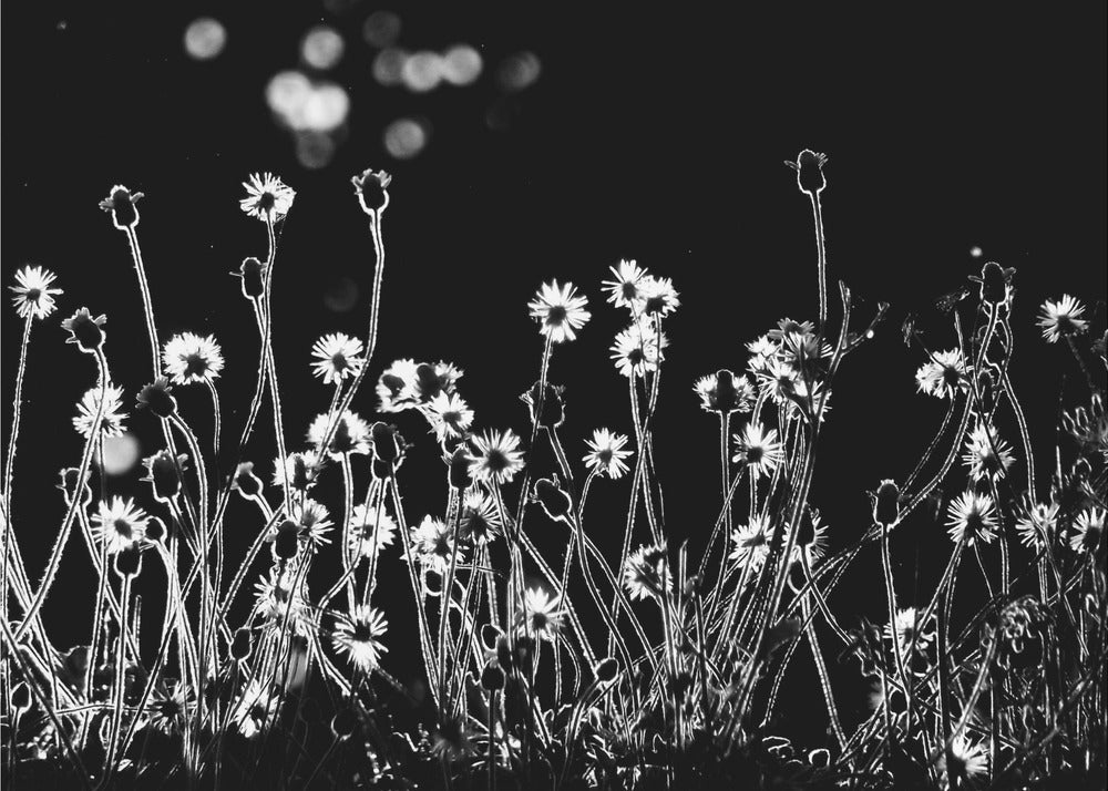 I piccoli fiori | Stampe su Tela