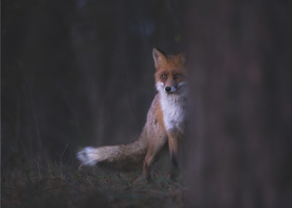 Blickar | Fototapet