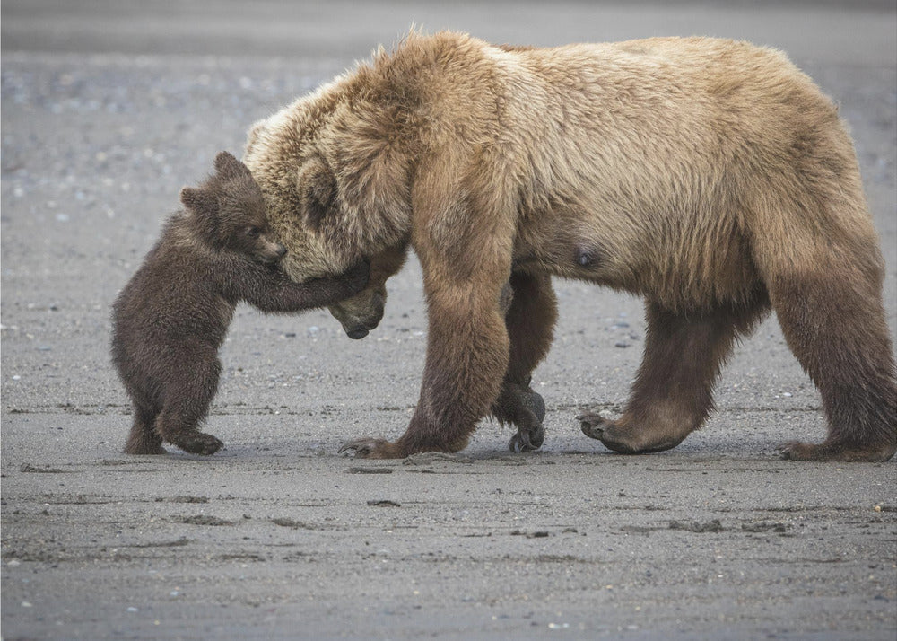 Un piccolo abbraccio d'orso | Carta da Parati Fotografica