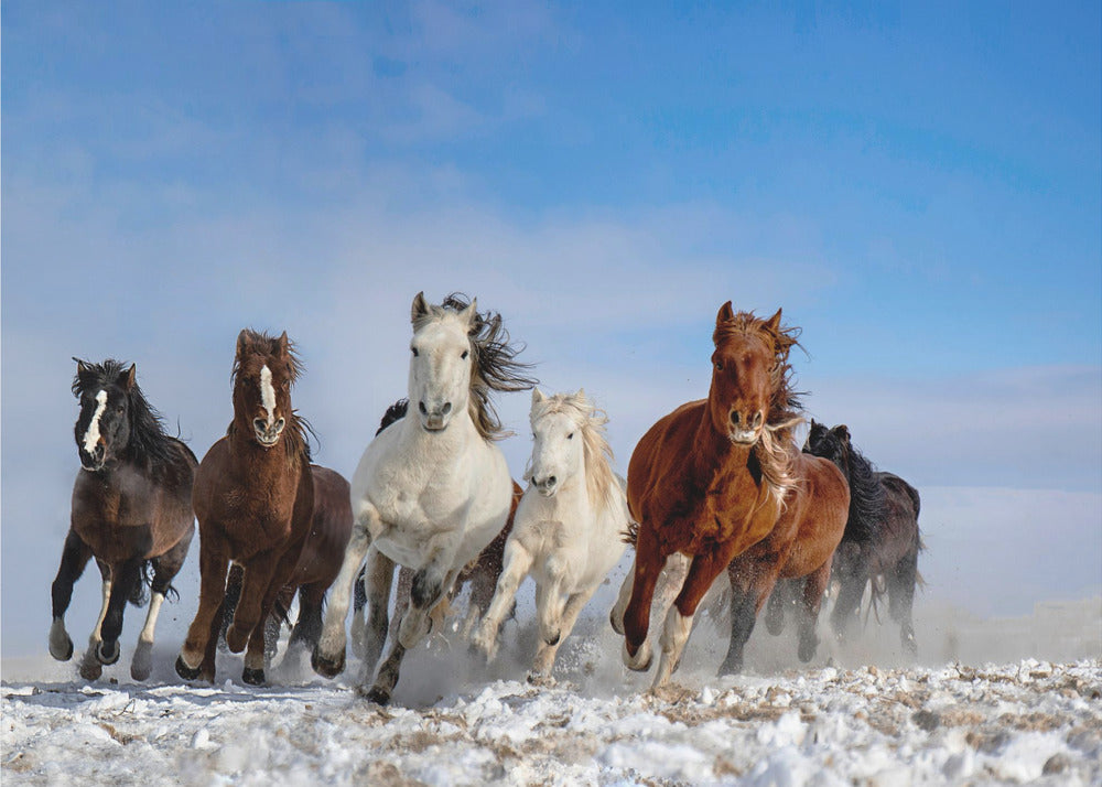 Chevaux de Mongolie | Papier Peint Photo