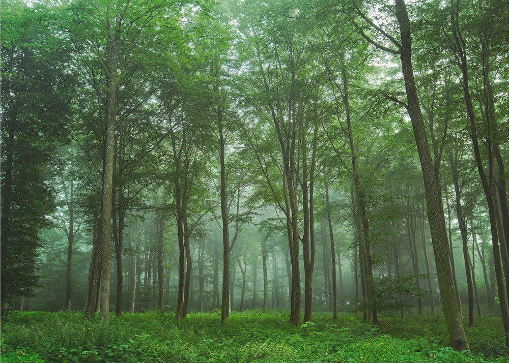 Vista sulla foresta | Carta da Parati Fotografica