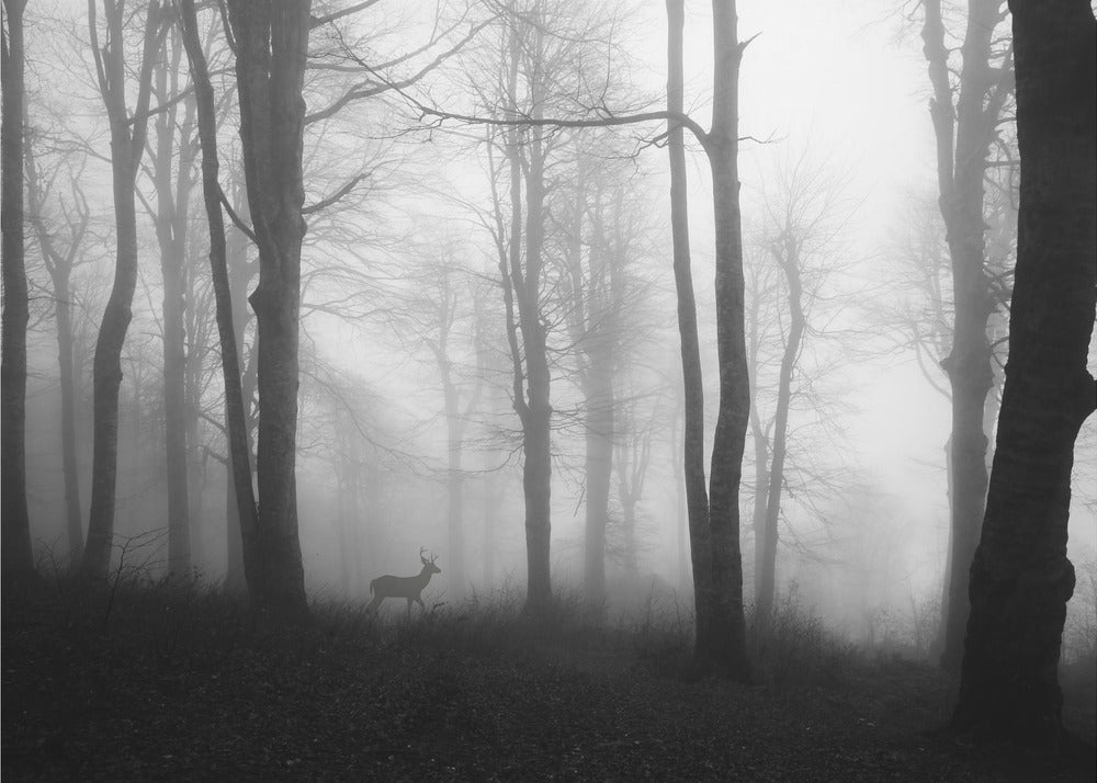 foresta | Carta da Parati Fotografica