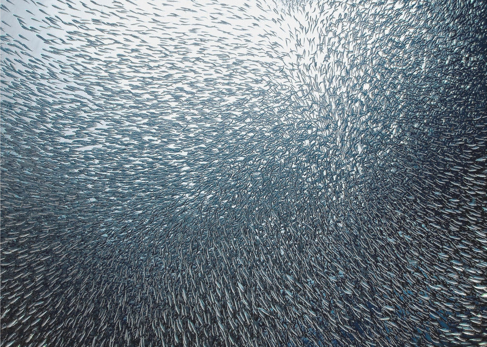 Feu d'artifice de sardines | Posters - Affiche Artistique