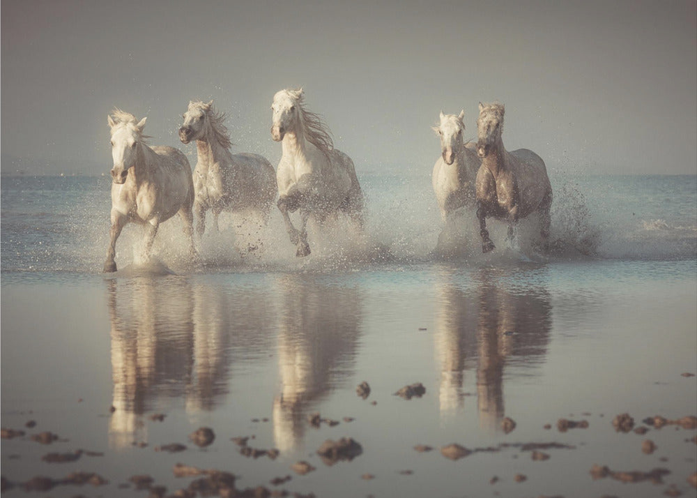 Cavalli Camargue | Carta da Parati Fotografica