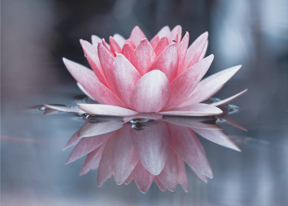 Padmasana | Fototapet