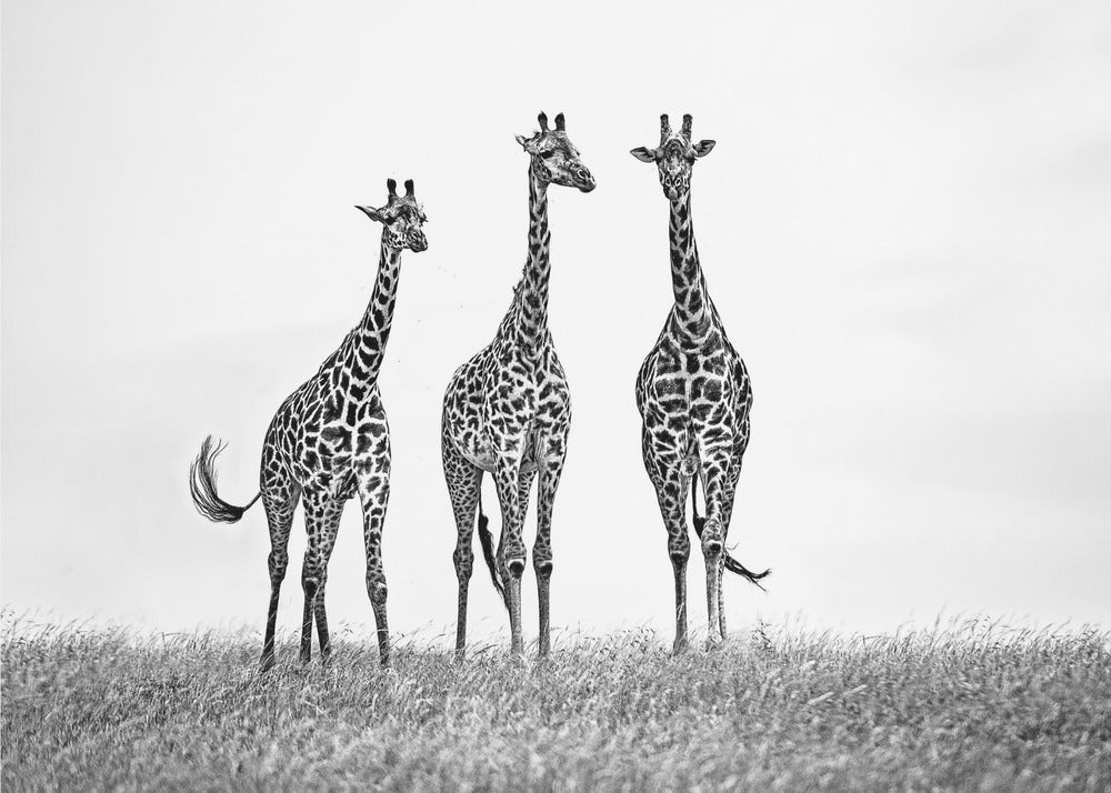 Giraffe nelle pianure del Mara | Carta da Parati Fotografica