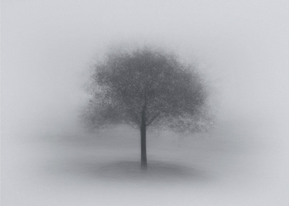 Albero nella nebbia | Stampe su Tela
