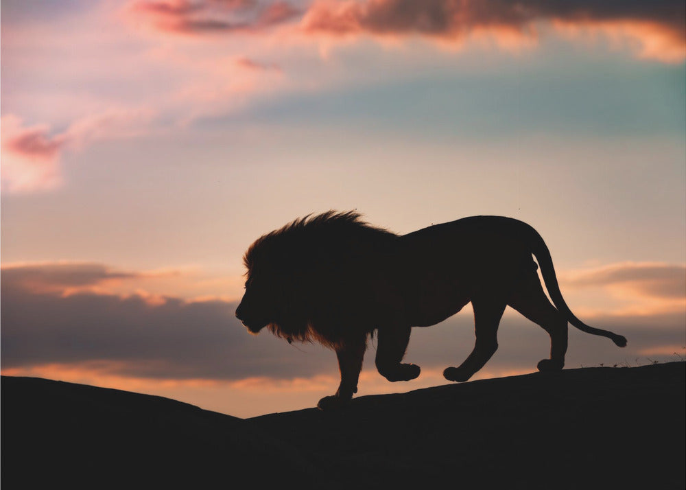 Solnedgang i Serengeti | Fototapet