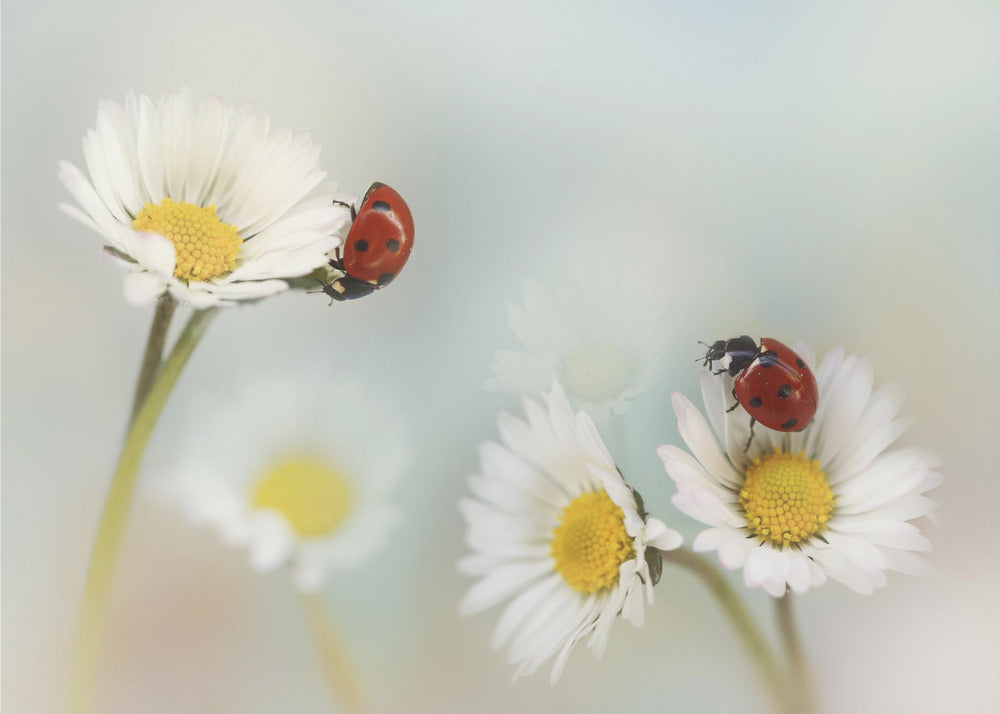 Le printemps. . . . | Papier Peint Photo