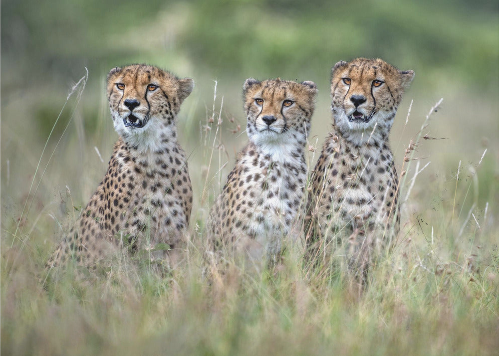 Cuccioli di ghepardo | Carta da Parati Fotografica