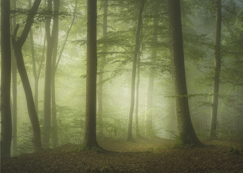 Misteriosa mattina di primavera | Carta da Parati Fotografica