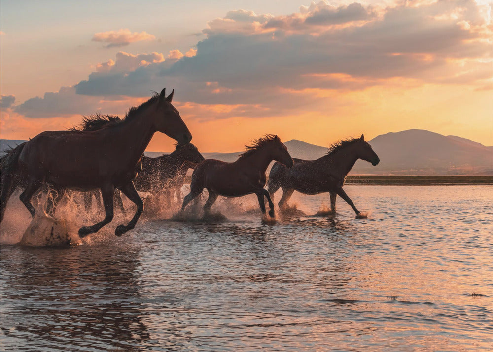WATERPAARDEN | Fotobehang