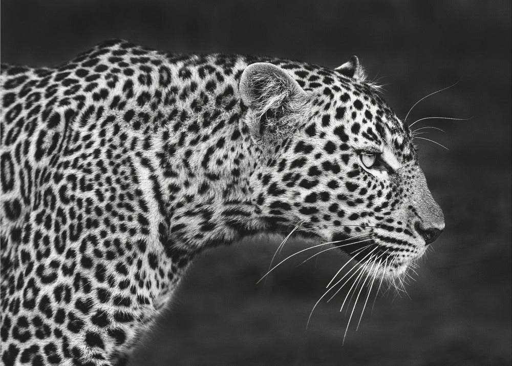 Primo piano del leopardo | Stampe su Tela