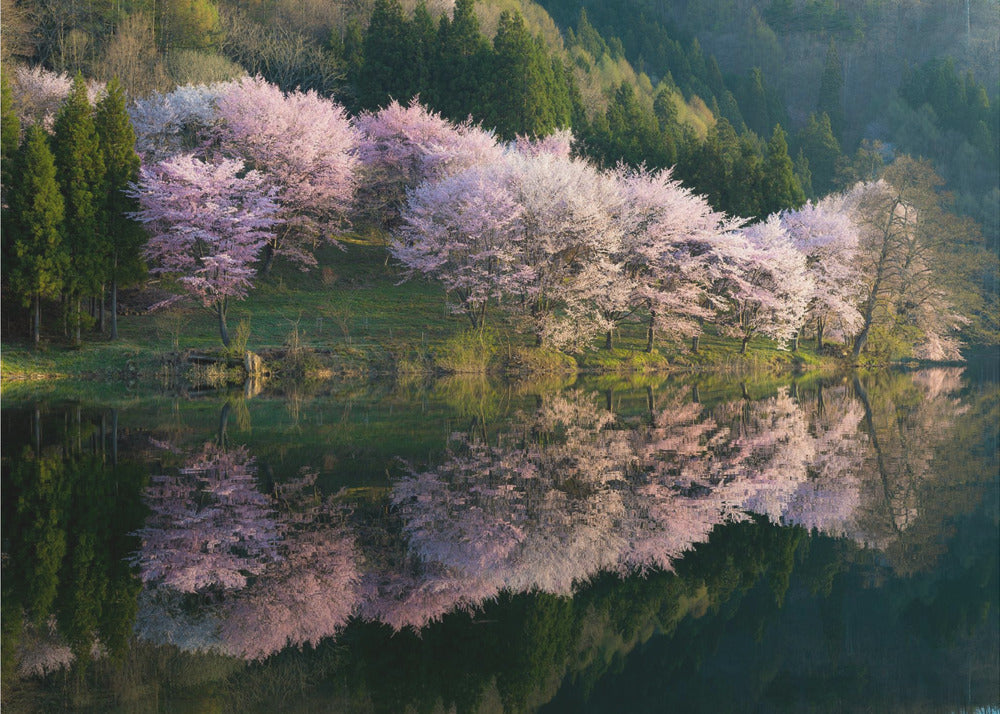 Sakura | Fotobehang