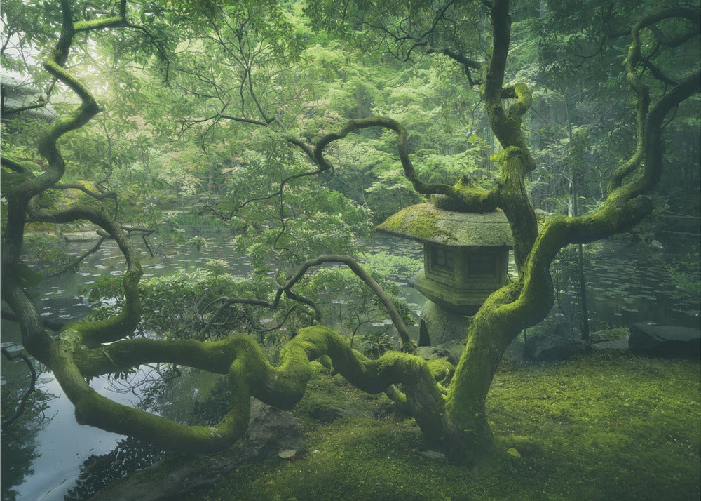 Japansk træ | Fototapeter