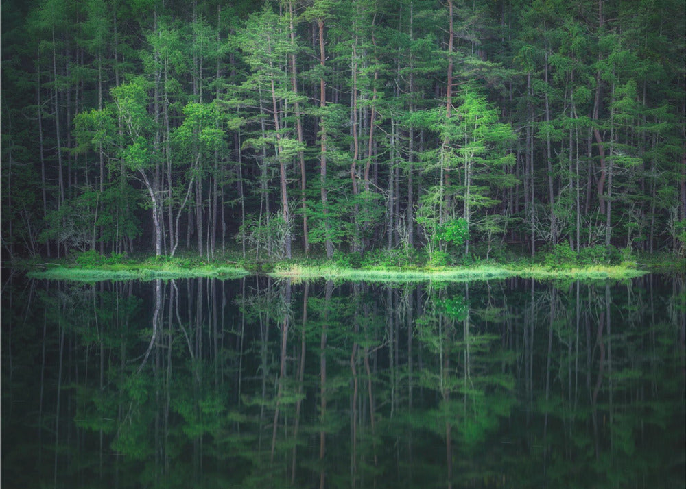 Mundo Verde | Papel Pintado Fotográfico