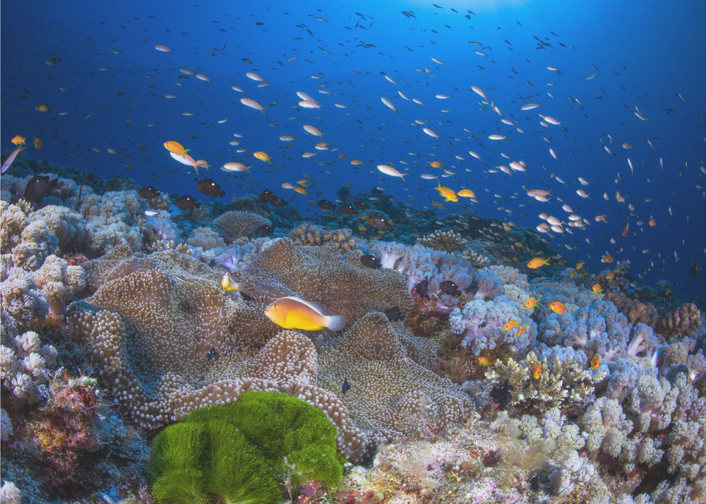 Anemon og Anthias | Fototapet
