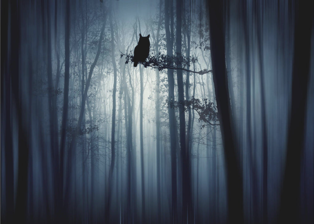 Im Wald | Fototapeten