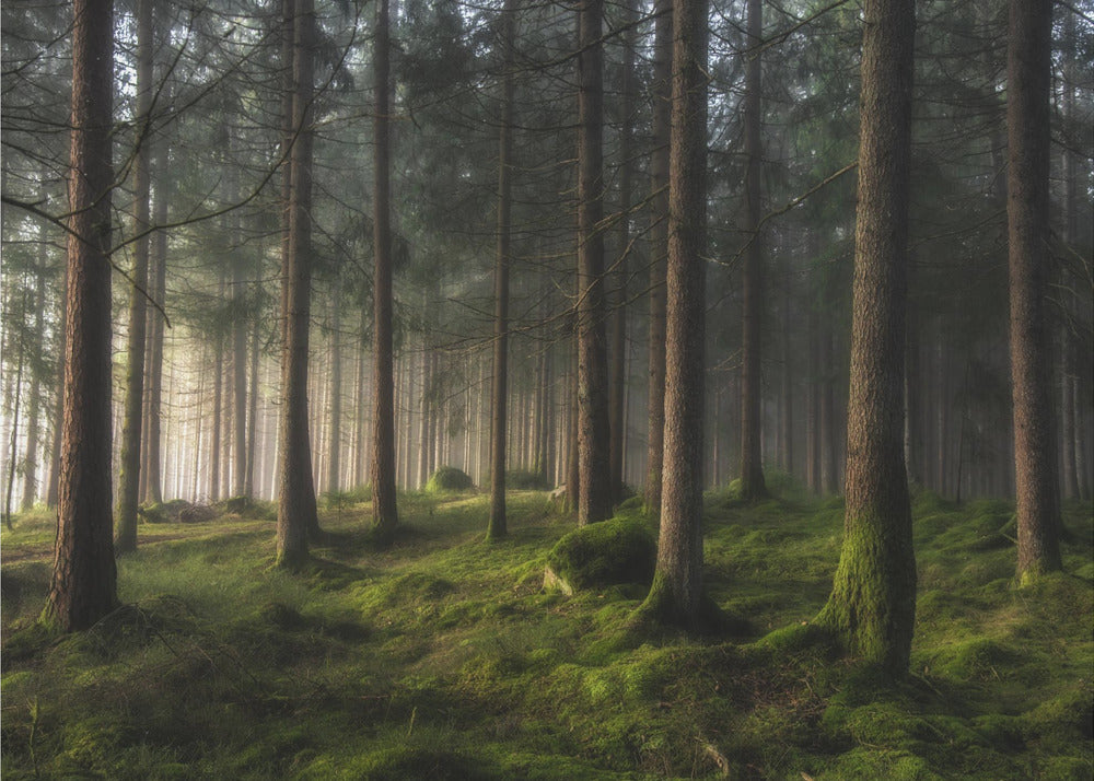 En känsla av vår | Fototapet