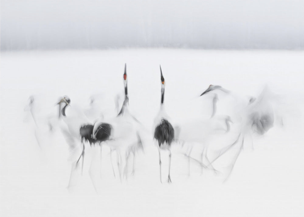 Calligraphic ballet | Wallpaper