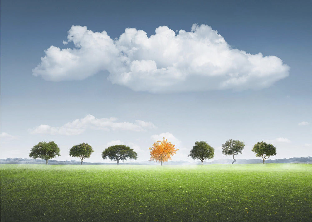 Sept Arbres | Papier Peint Photo