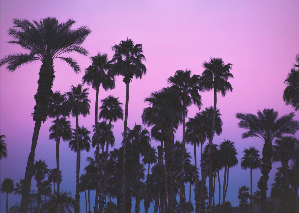 Palmeras con cielo rosa | Papel Pintado Fotográfico