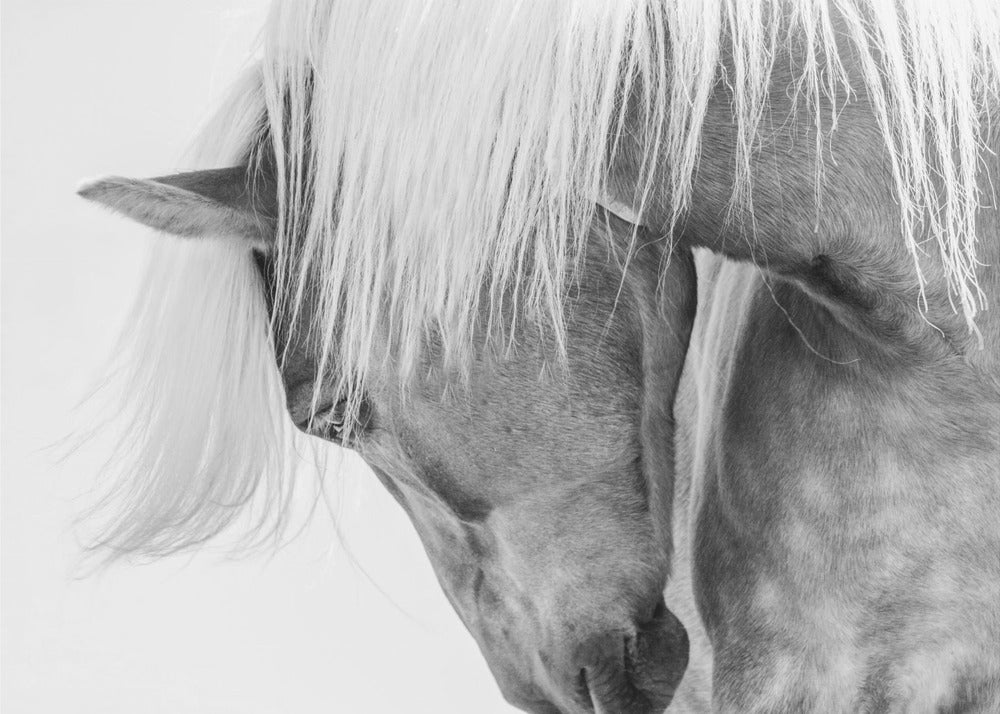 Halflinger Portret | Fotobehang