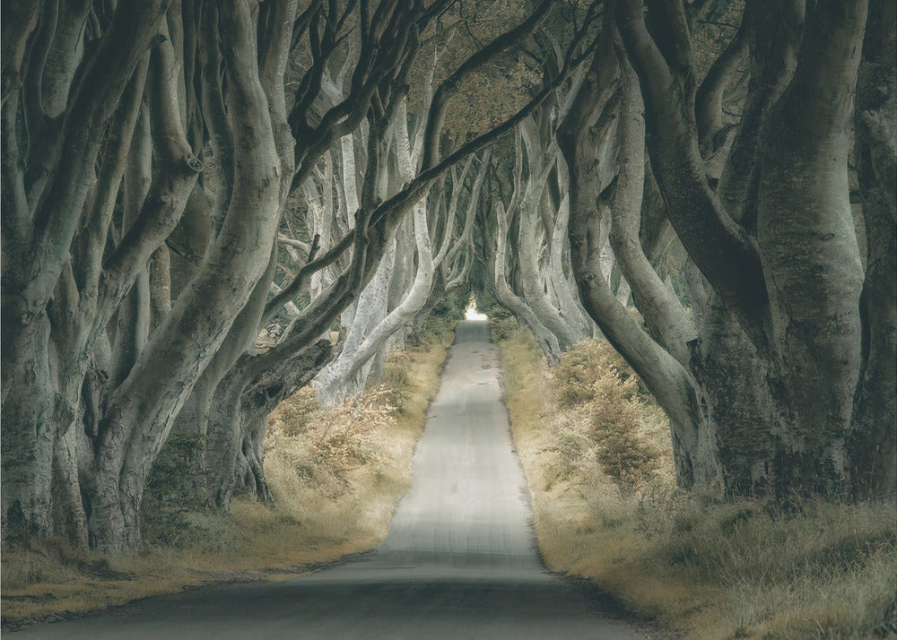 Siepi irlandesi | Carta da Parati Fotografica