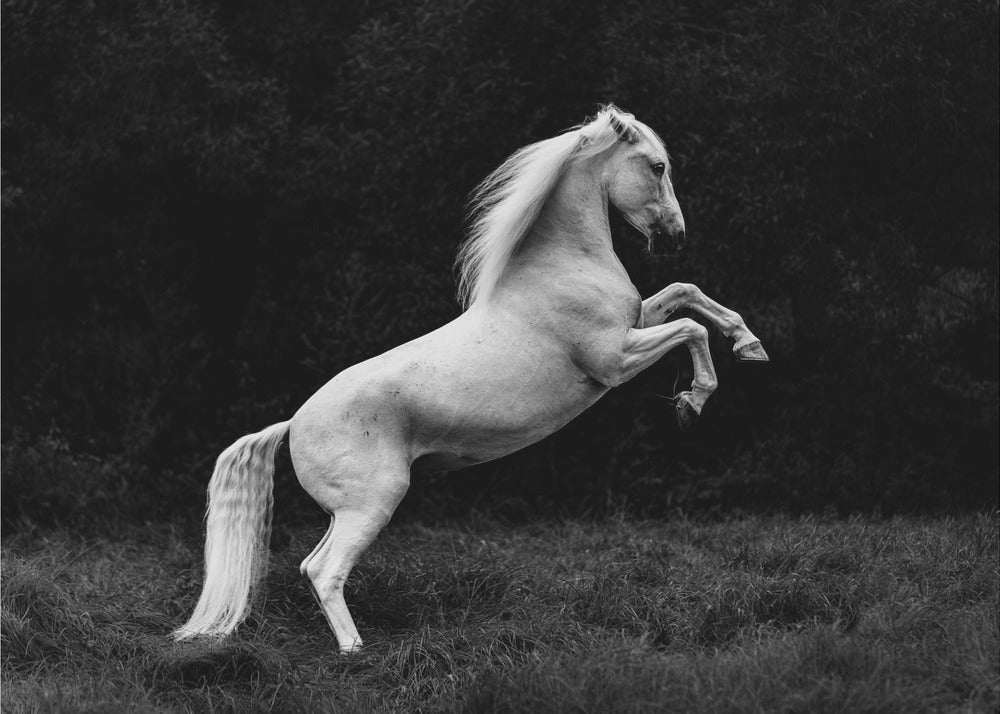 a short story of a blade of grass in a hoof | Canvas