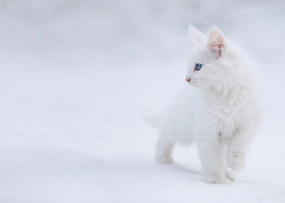 Vit som snö | Fototapet