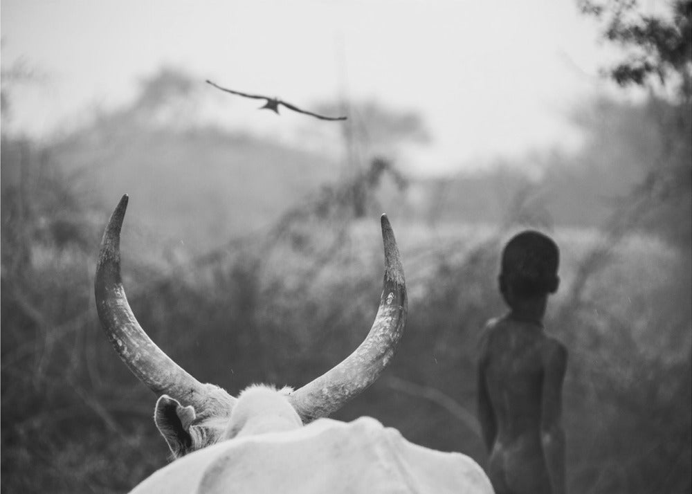 Garçon et vache | Tableaux sur Toile