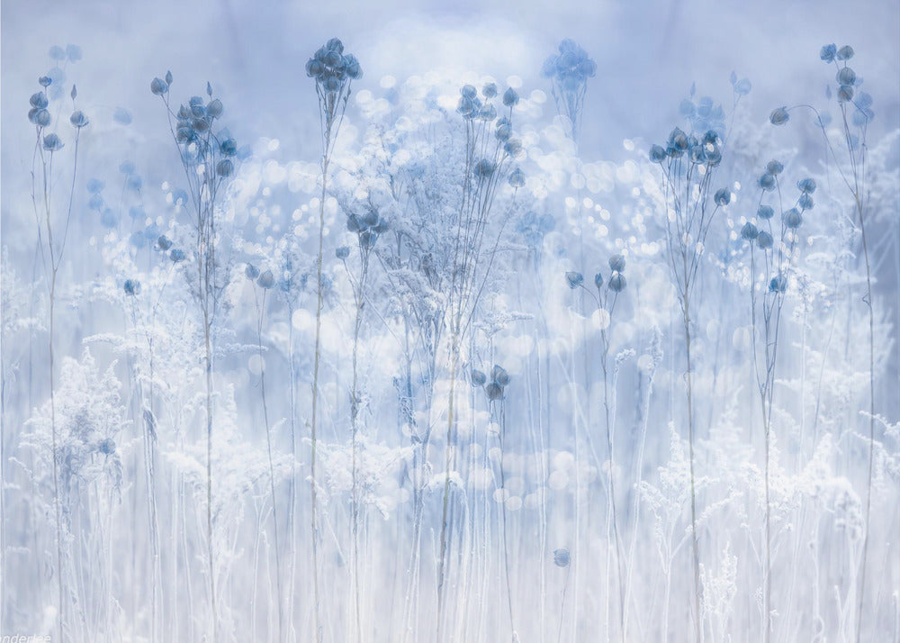 Icy blue | Wallpaper