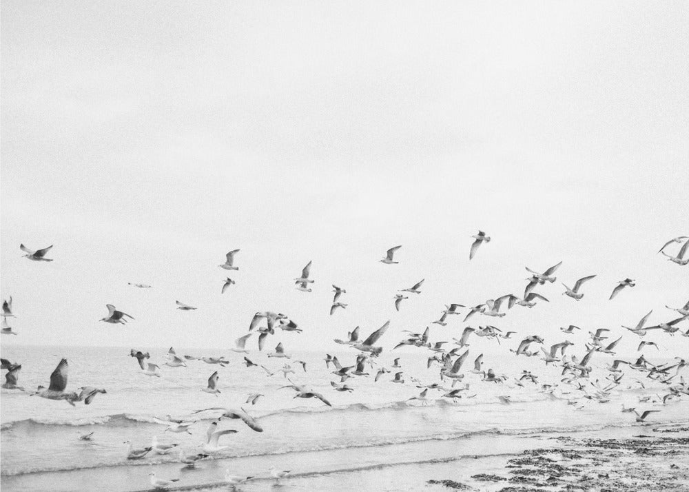 Mouettes-Côtières noires et blanches | Tableaux sur Toile