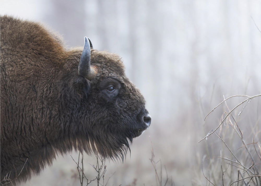 Profil de Bison | Tableaux sur Toile
