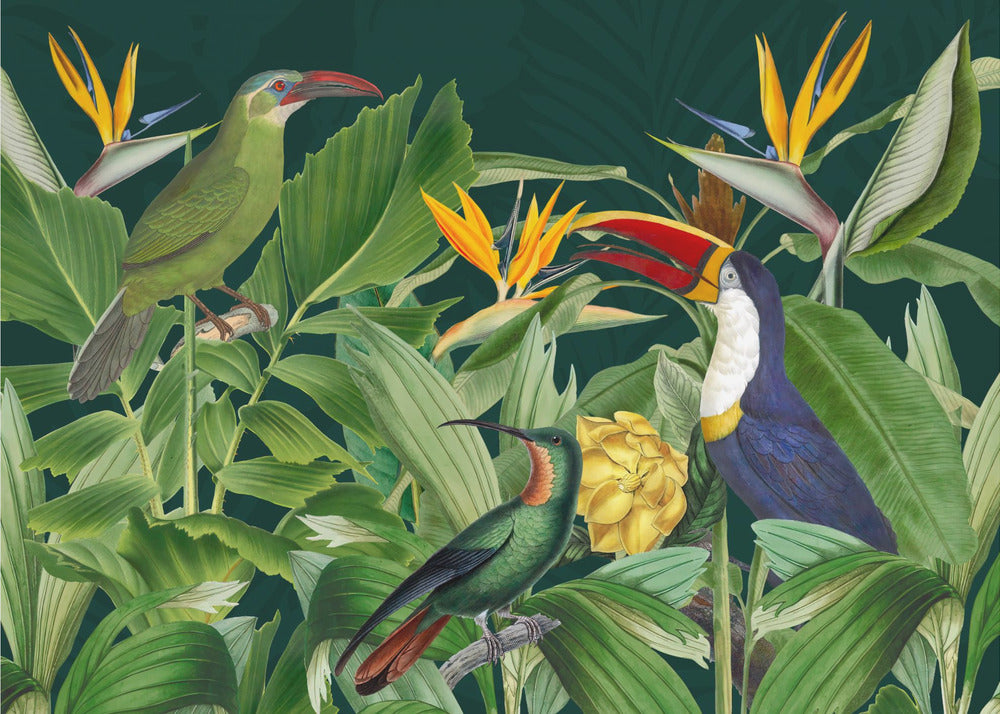 Oiseaux de la forêt tropicale | Papier Peint Photo