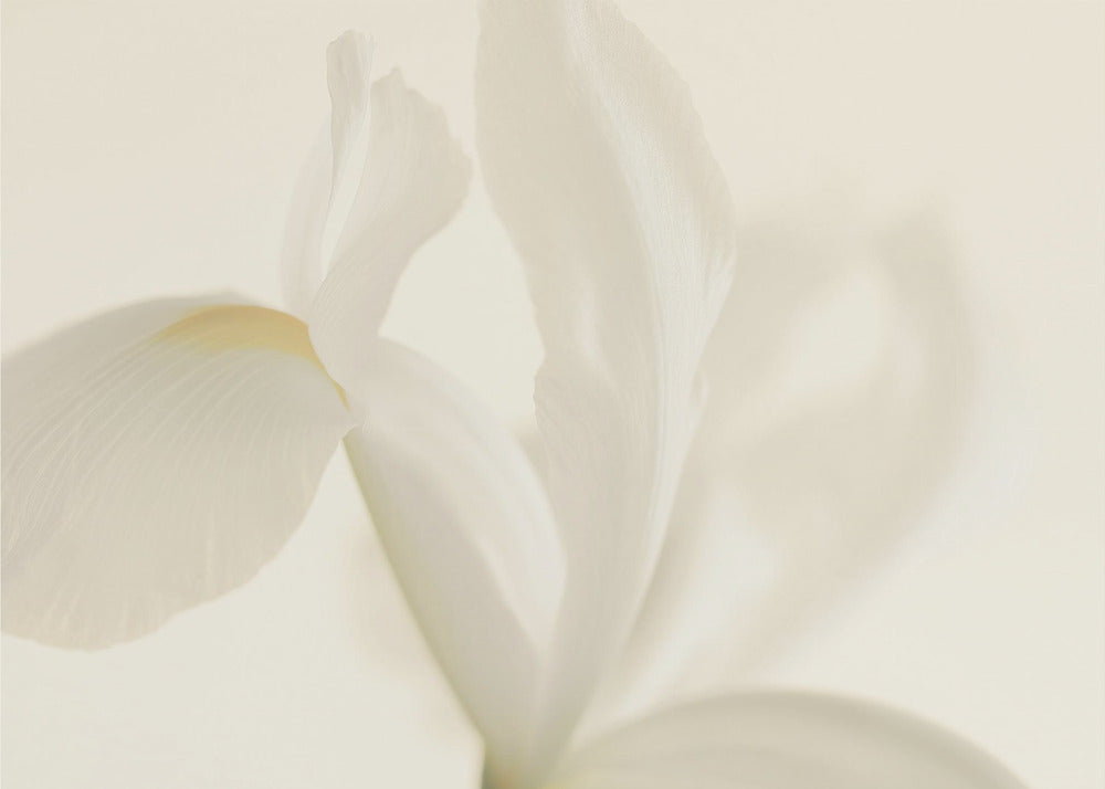Vit irisblomma närbild | Fototapet