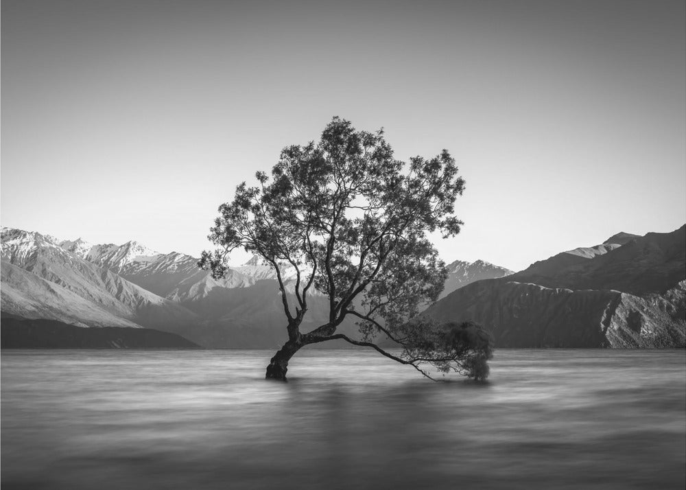 árbol wanaka | Papel Pintado Fotográfico