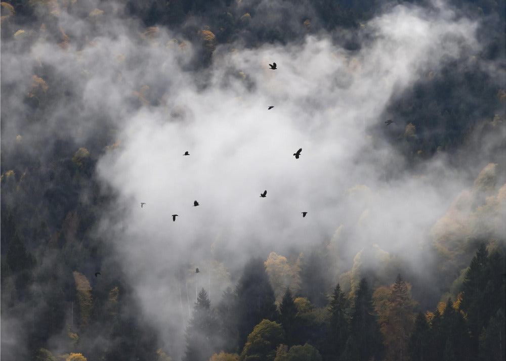Mistige bossen 8 | Fotobehang
