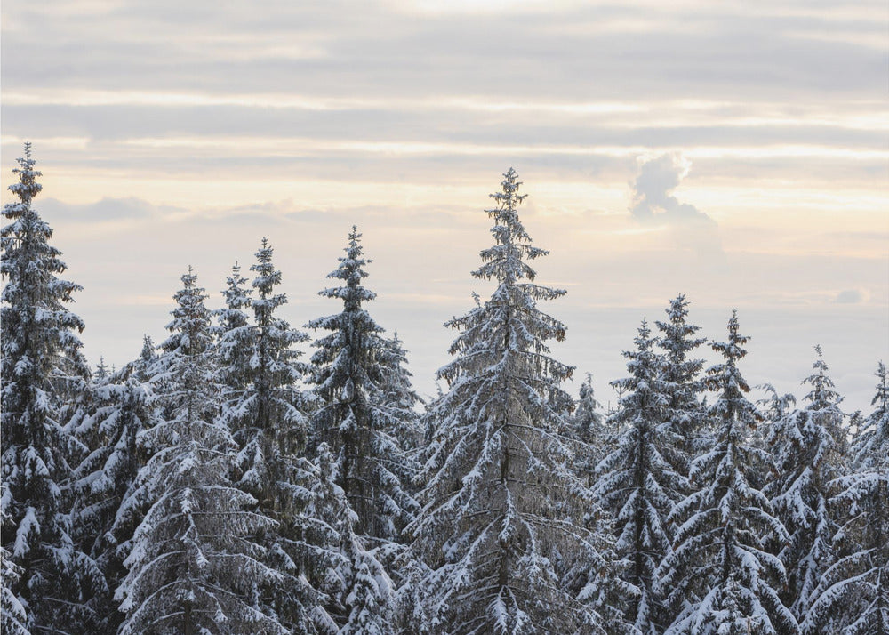 Met sneeuw bedekte bomen 8 | Fotobehang