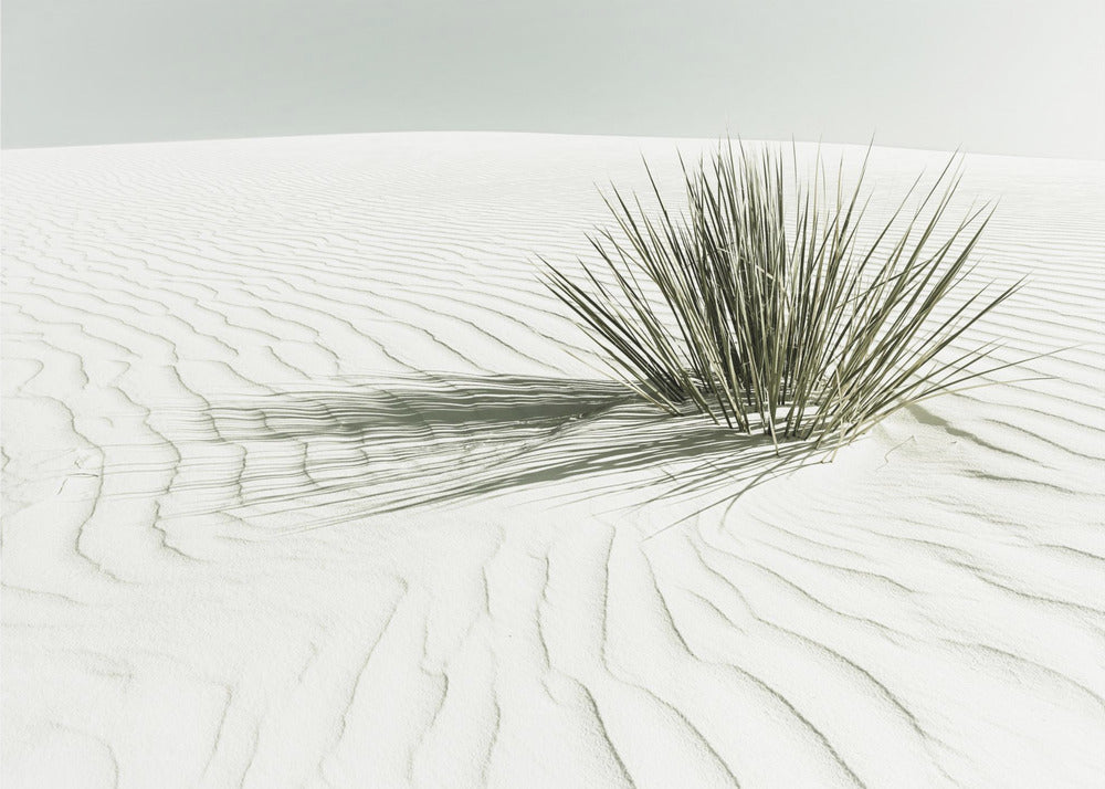 HVITE SAND Vintage Dune | Lerretsbilder