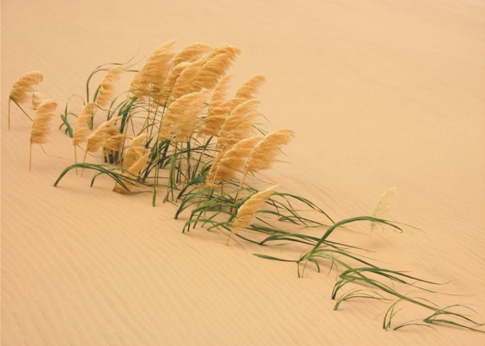 Erba della Pampa nelle dune di sabbia | Carta da Parati Fotografica