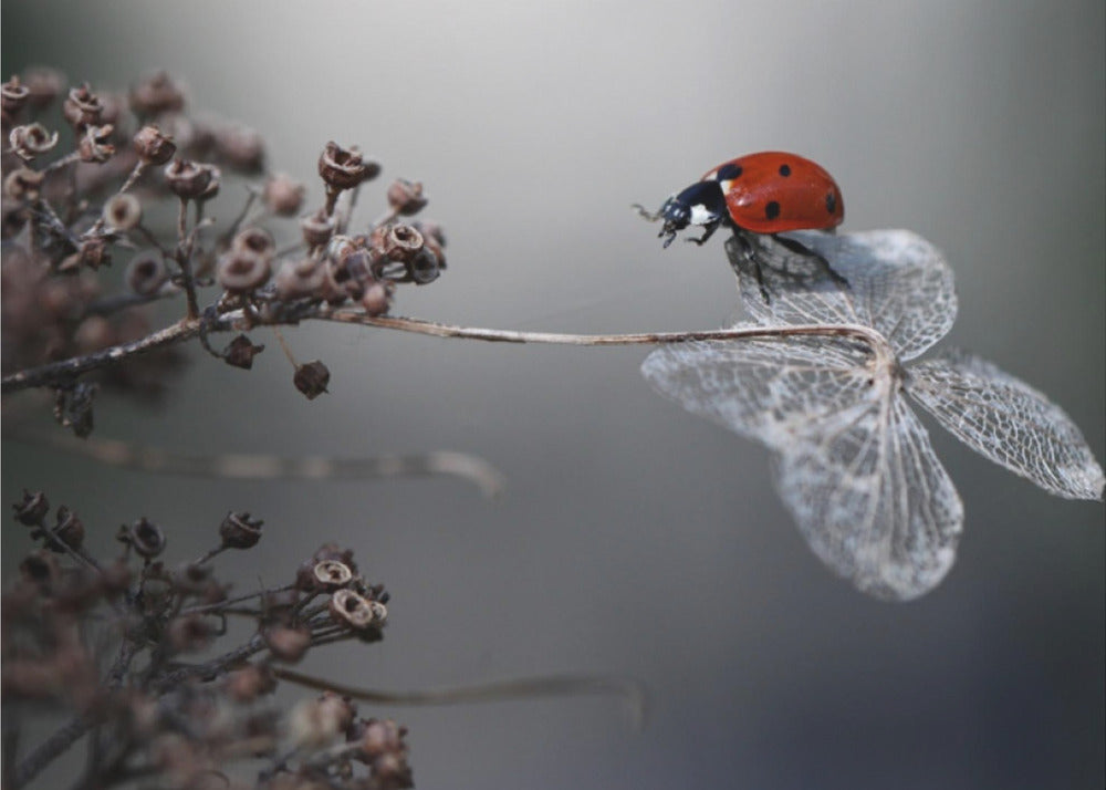 Nyckelpiga på hortensia. Fototapet