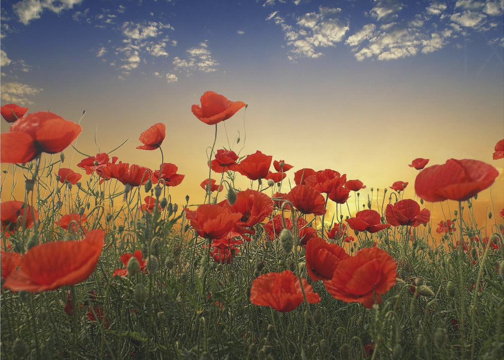 Coquelicots | Posters - Affiche Artistique