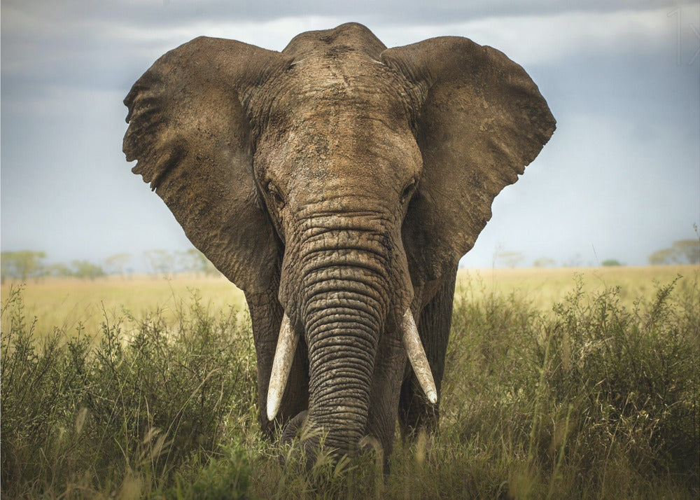 Incontri nel Serengeti | Poster - Stampe d’Arte