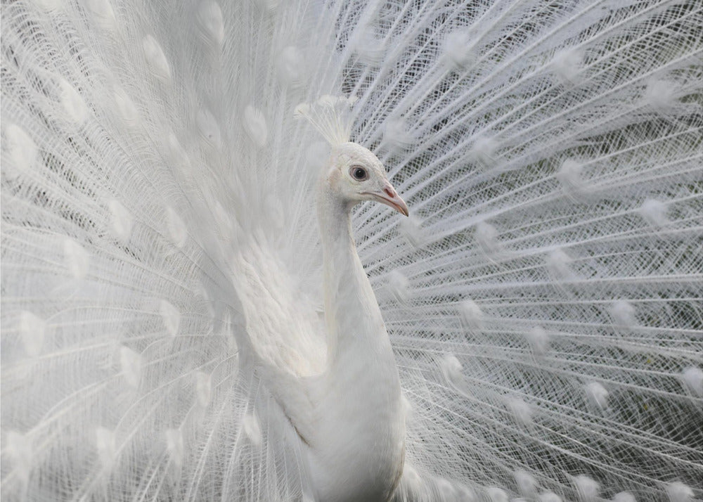 Blanc comme neige | Papier Peint Photo