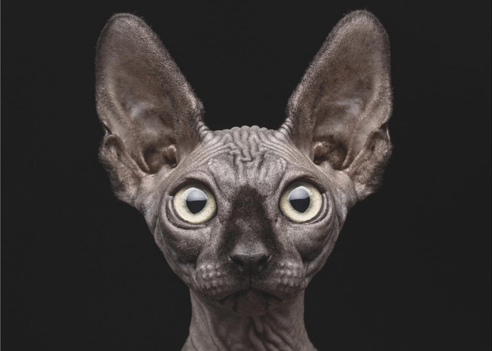 Sphynx kat | Posters - Kunstdrukken